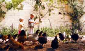 Children feeding Chickens 1b
